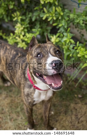 Brindle pitbull with cropped ears posing for her picture