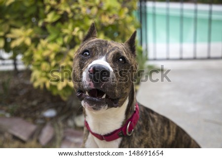 Close up of a brindle dog getting her picture taken