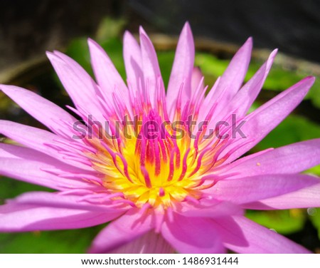 violet blossom lotus in the water