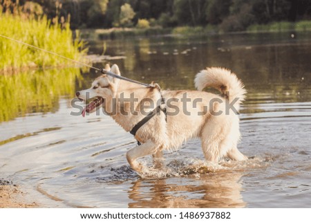 Husky portrait. Young husky dog on a walk in the water. Husky breed. Light fluffy dog. Walk with the dog. Dog on a leash. Pretty. A pet