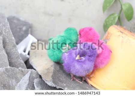 three colorful chicks are gathered