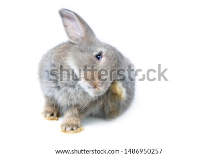 Funny bunny or baby rabbit gray fur and long ears is scratching ears and sitting on white background use as for Easter Day.