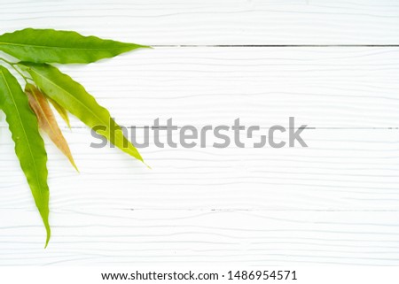 Green leaves isolated on white SHERA Decor Wood. copy space
