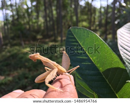 brown grasshoppers in a wild environment look friendly when taken pictures