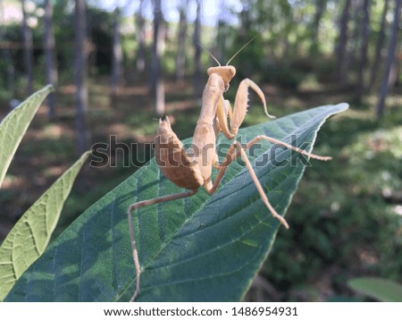 brown grasshoppers in a wild environment look friendly when taken pictures