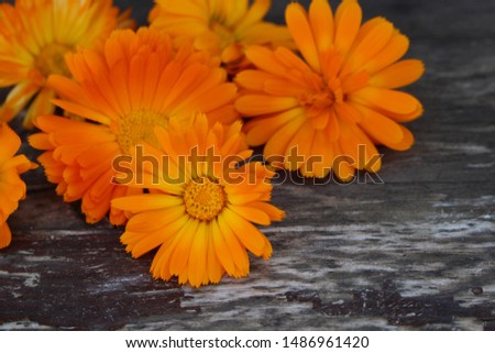 Closeup Calendula officinalis ,pot marigold, ruddles, common marigold  on a wood background with space for text. Medicinal herb. Preparation for drying. 