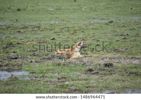 Hyena Lying in Marsh, Wide Shot, Amboseli, Kenya