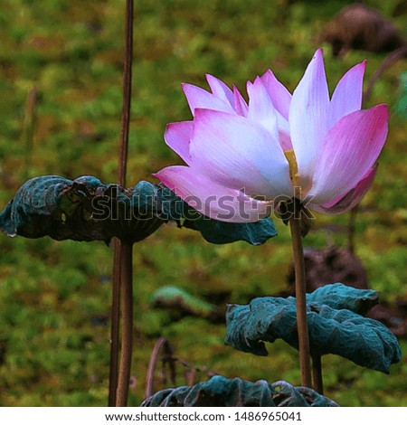 Pink lotus flower stands among the green leafs in a pond with tranquil environment