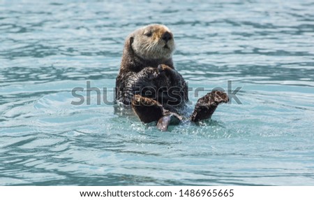 Adorable and cuddly adult brown sea otter swimming on its back, rising up out of the water for a better view in Valdez Bay.  Landscape shot closeup.