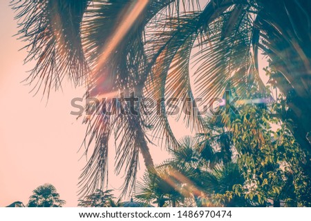 Tropical summer background with palm trees