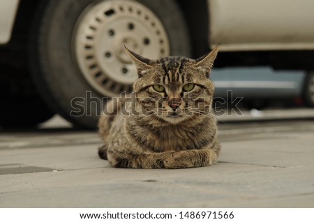 A cat on the street in China.