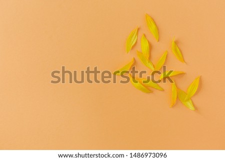 Beautiful yellow petals of sunflower on peach background. Flat lay, place for text.