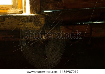 Near the rural window with daylight in a dark room stretched web and it sits a home spider Royalty-Free Stock Photo #1486987019