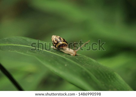 Snail on the leaves,snails areyeptiles,snail are smell animals Royalty-Free Stock Photo #1486990598