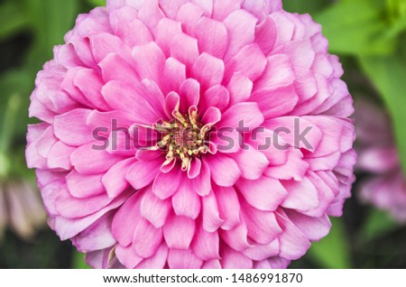 The picture of a pink zinnia with yellow stamens in the middle of the picture.