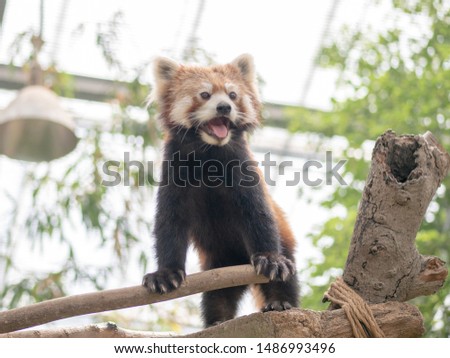 Cute red panda living in the forest