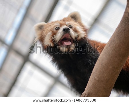 Cute red panda living in the forest