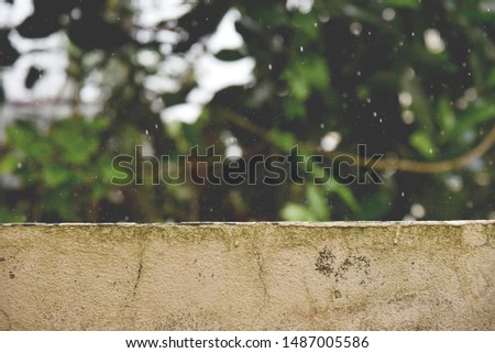 The surface of the  vintage old cement wall  With the green back of the tree that is bright and rainy during the rainy season