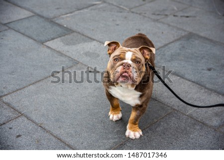 Cute English bulldog in the street of Liverpool