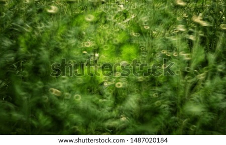 Closeup nature view of green leaf on blurred greenery background in garden with copy space using as background natural green plants landscape, ecology, fresh wallpaper concept.

