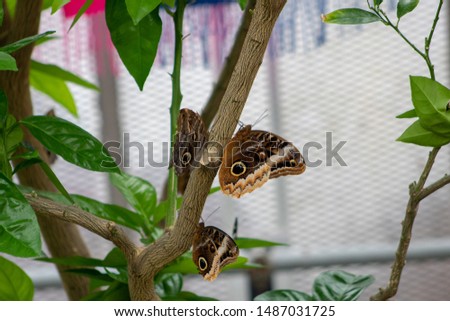 Three common morpho butterflies on a tree branch.