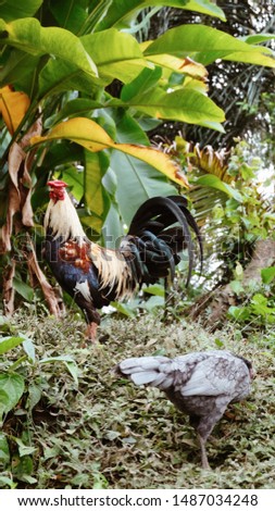 colorful picture of a cock on Bali