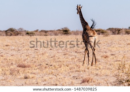 Closeup of a Galloping Giraffe on the plains of Etosha National Park, in Northern Namibia.