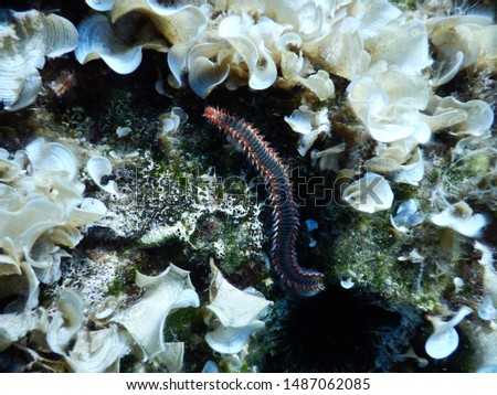 Macro picture of a bearded fireworm (Hermodice carunculata) in Adriatic Sea waters near Hvar