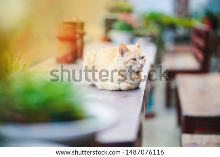 Portrait cute Cat outdoors sit on wood table stock photo