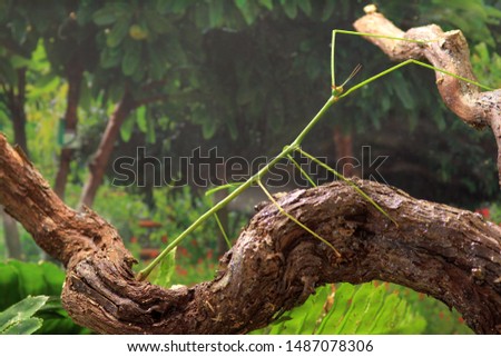 Stick insect Ramulus nematodes "blue" on a tree branch Royalty-Free Stock Photo #1487078306