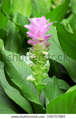 Curcuma alismatifolia, Siam tulip or summer tulip or dok krajiao is a tropical plant native to eastern Thailand (Chaiyaphum Province) and Cambodia. 