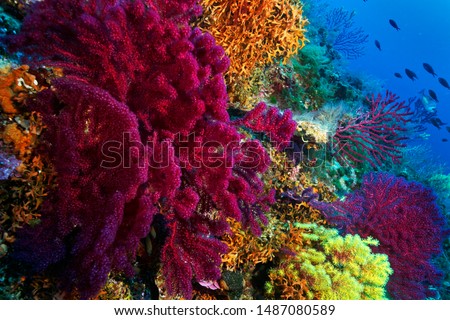 Underwater scene of a coral reef with gorgonian coral Eunicella cavolini, Lastovo Islands Nature Park, Croatia