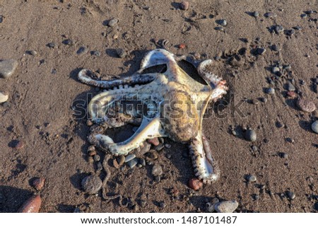A colorful large octopus climbs along the beach with black volcanic sand and colorful pebbles. A live octopus just caught in the sea. A cephalopod with eight tentacles spread in all directions.