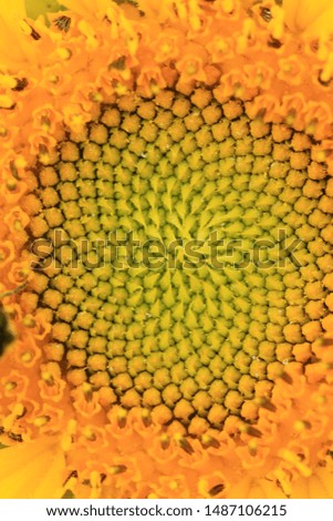 Details of a sunflower, nature background