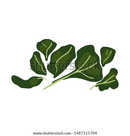 Green leaves salad illustration isolated on white background. Flat Cartoon style. Vector illustration. Royalty-Free Stock Photo #1487115704