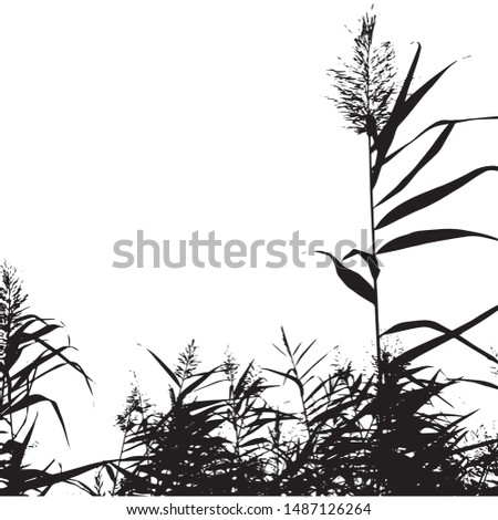 Silhouette of flowering cane branches. Cattail. Grass by the lake. Group of plants. Close-up. Isolated vector illustration. Black on white.