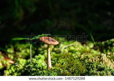 Mushroom on the forrest ground in autumn sunlight, stock picture