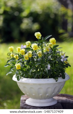 Yellow viola in white flower pot