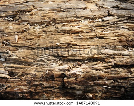 A close-up photo of the bark of an old tree. Texture of wood aspen.