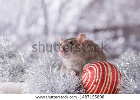 New Year concept. Cute white domestic rat in a New Year's decor. Symbol of the year 2020 is a rat. Gifts, toys, garlands, Christmas tree branches