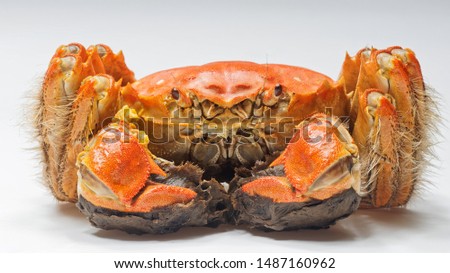 Close up of Chinese mitten crab, shanghai hairy crabs isolated on white background.