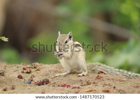 Squirrels are members of the family Sciuridae, a family that includes small or medium-size rodents. The squirrel family includes tree squirrels, ground squirrels, chipmunks, marmots 