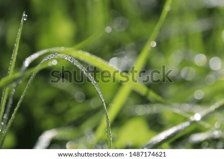 Water drops on a blade of green grass, macro shot. Morning dew glittering in sunny day, freshness concept, nature background