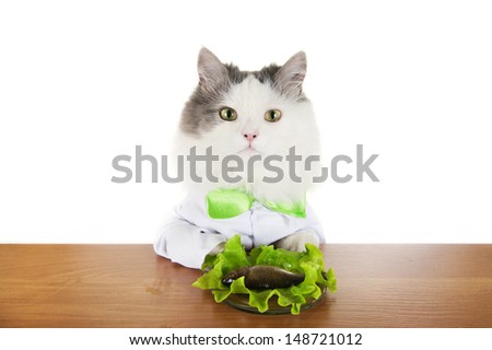cat dines fish isolated on a white background