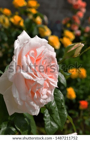 White rose in water splashes on a green background. Pale white-pink rose 