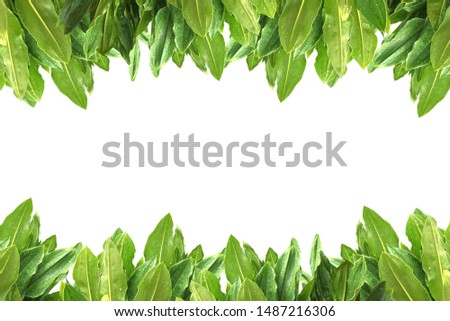 Green leaves with raindrop on the white background. Top view. Copy space. Flat lay.