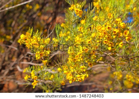 Western Australian native bush with yellow buttercup flowers and needles leaves. 