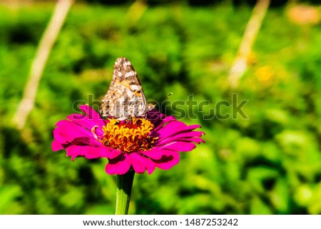 a butterfly on a beautiful summer flower on a green field in the blurred background, side view