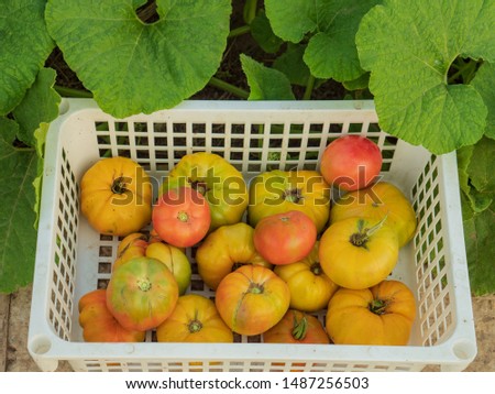 large green yellow pink tomato in white plastic box. Harvested vegetables harvested