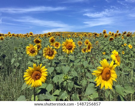 green field with yellow sunflowers and blue sky